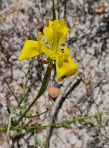 Moraea neglecta getting on